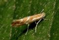 Phyllonorycter corylifoliella